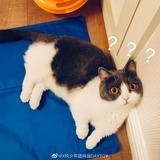 坚果
