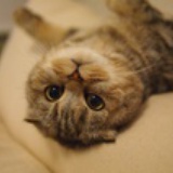 猫爹Ricky