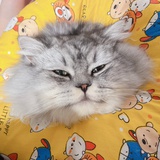 啊喵