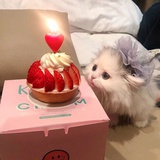 一片叶子