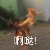 卡迪干