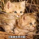大大大鱼
