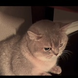 郭襄