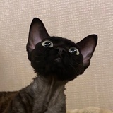 perper