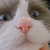 杨白白