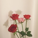 暮色迟迟归