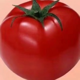 🍅🍅🍅