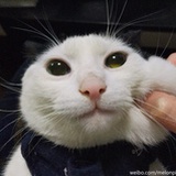 绛紫
