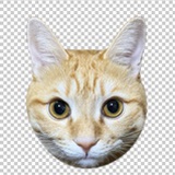 南