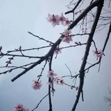 箢阮莪懿