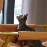 ·食·