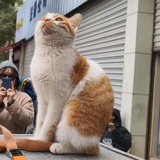 煮咸