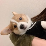 萌面大排骨