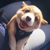 炎焱