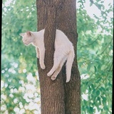 树上的猫儿