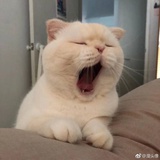 看看书咯