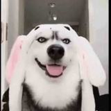 琪。