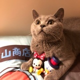 不吃鱼的猫