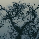 mono