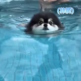 桃之妖妖