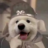ice bear