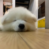 炖妙脆角