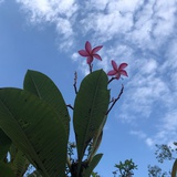 木龙