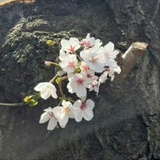 某某来也