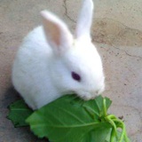 CA@bunny