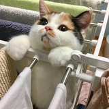 三花猫