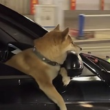隔夜乌龙茶