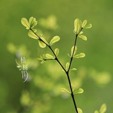 九月份石榴