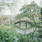 杨穿三叶