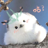 玄歌浪蹈
