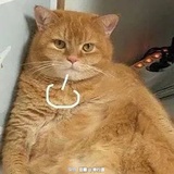 今天也不想学习