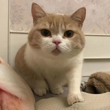 莱特妮丝