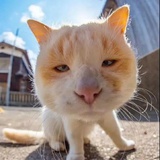 霍夕尼