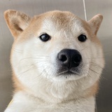 养一只猫叫帕罗