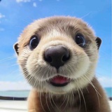 豆憨儿