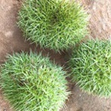 克洛伊