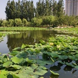一只小马