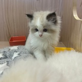 采痕