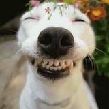 小雏菊