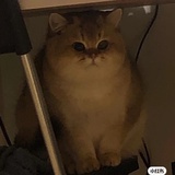 亲亲我滴猪