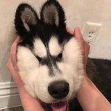 没有理想的人