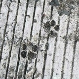 雪泥鸿爪