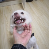 陈木
