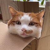 蠢猫转转