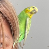 Lililililim