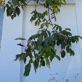 蜗牛没有壳